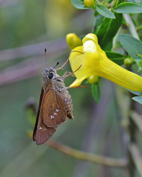 Brazilian Skipper